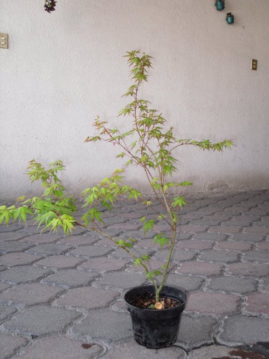 [Foto de planta, jardin, jardineria]