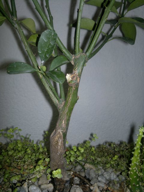 [Foto de planta, jardin, jardineria]