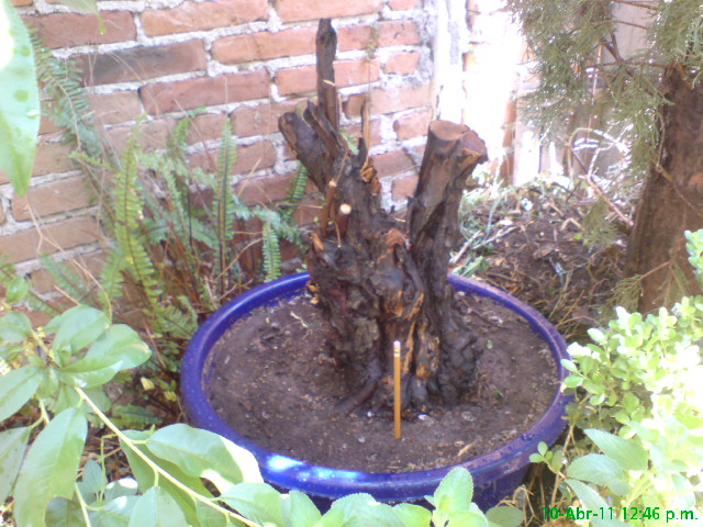 [Foto de planta, jardin, jardineria]