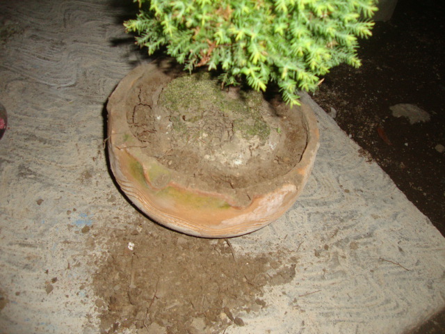 [Foto de planta, jardin, jardineria]