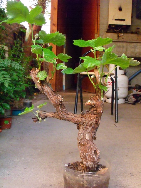 [Foto de planta, jardin, jardineria]