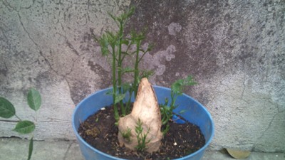 [Foto de planta, jardin, jardineria]
