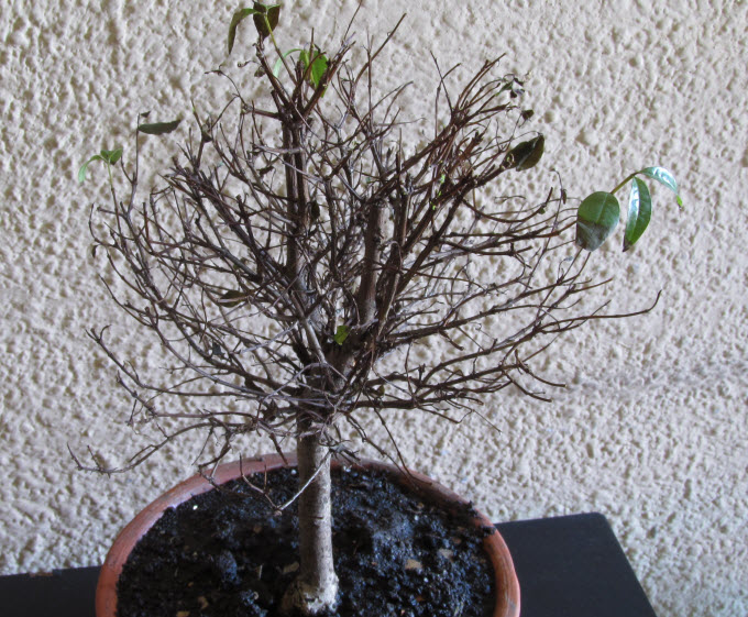fragmento Involucrado ajustar Problemas y enfermedades en bonsáis
