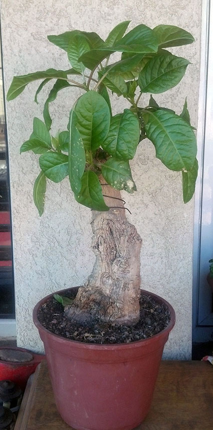 [Foto de planta, jardin, jardineria]