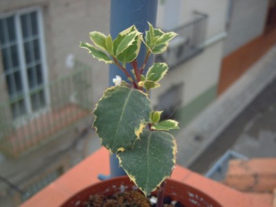 [Foto de planta, jardin, jardineria]