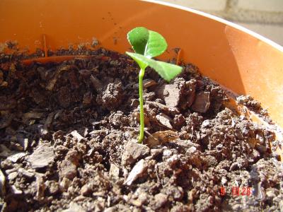 [Foto de planta, jardin, jardineria]