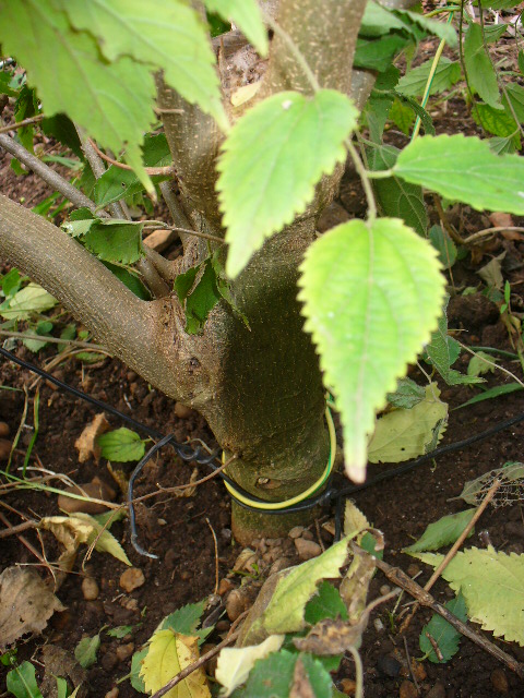 [Foto de planta, jardin, jardineria]