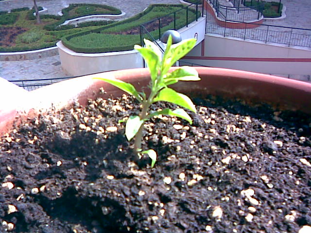 [Foto de planta, jardin, jardineria]