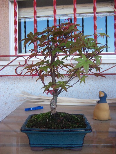[Foto de planta, jardin, jardineria]