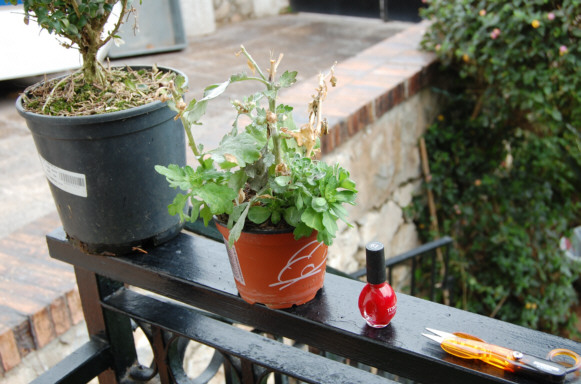 [Foto de planta, jardin, jardineria]