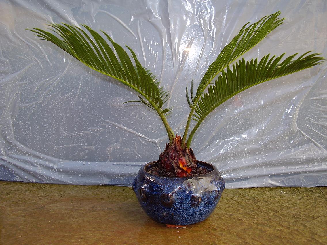 [Foto de planta, jardin, jardineria]