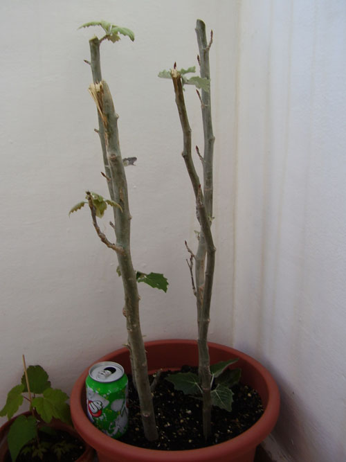 [Foto de planta, jardin, jardineria]