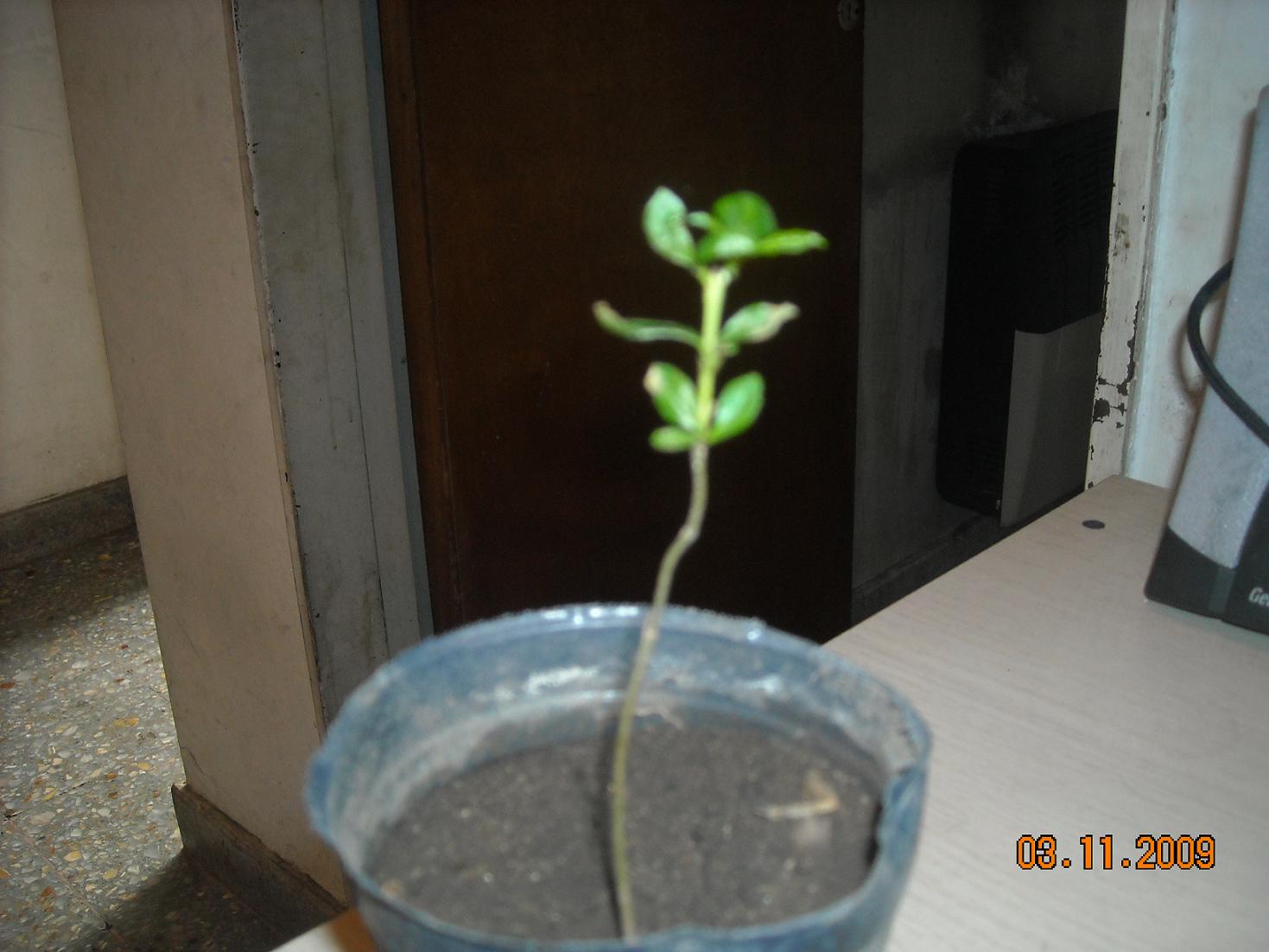 [Foto de planta, jardin, jardineria]