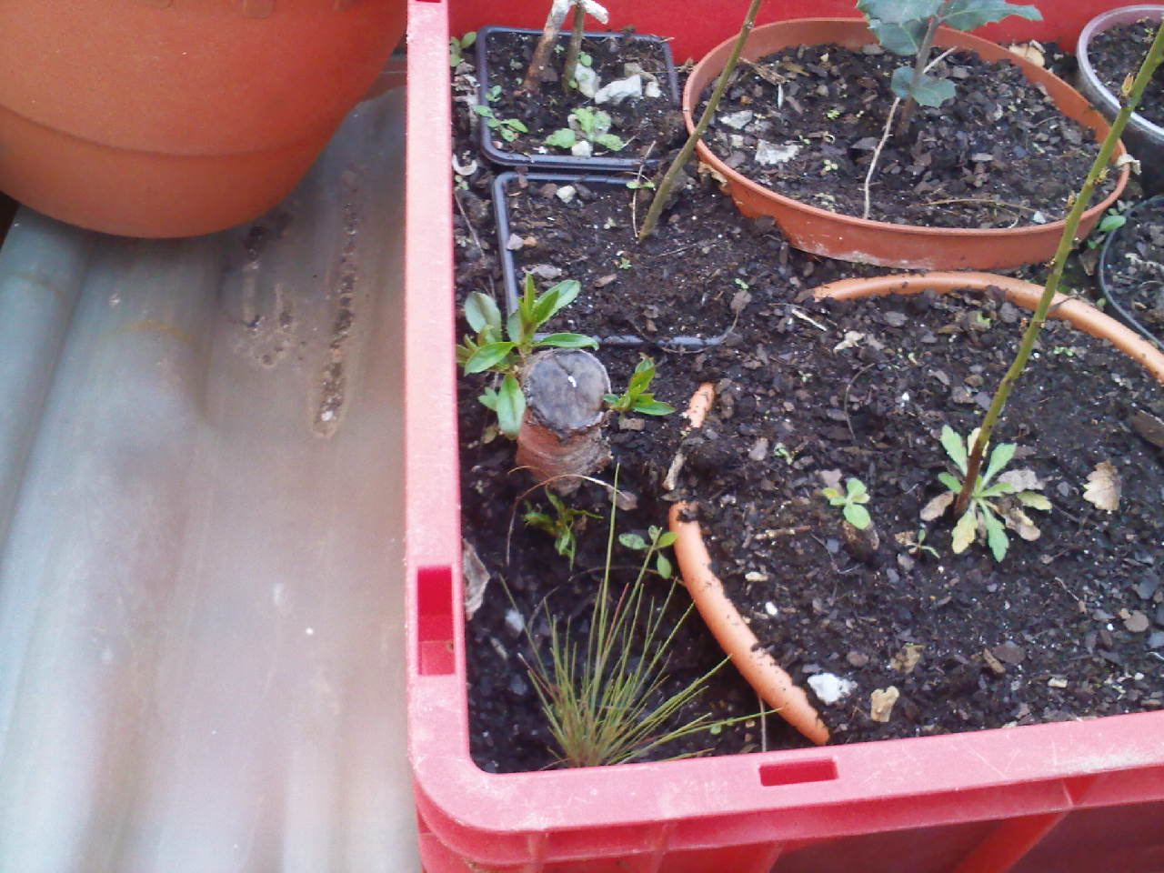 [Foto de planta, jardin, jardineria]