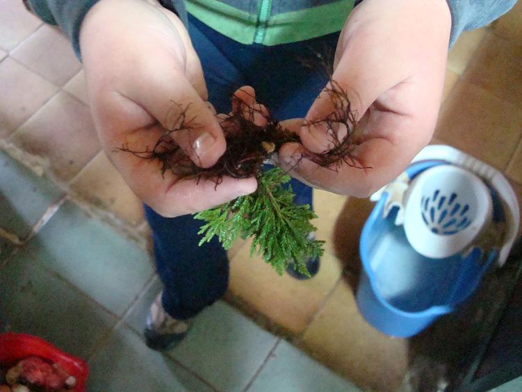 [Foto de planta, jardin, jardineria]
