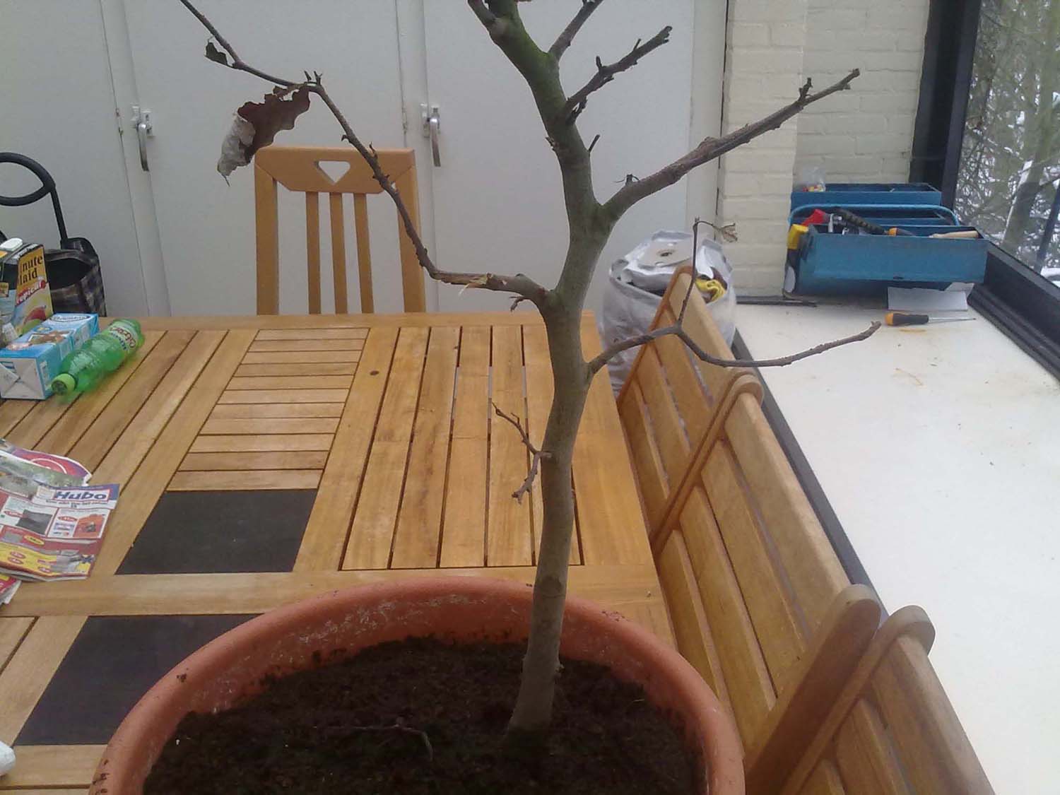 [Foto de planta, jardin, jardineria]