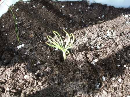 [Foto de planta, jardin, jardineria]