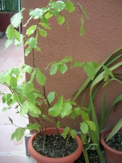 [Foto de planta, jardin, jardineria]