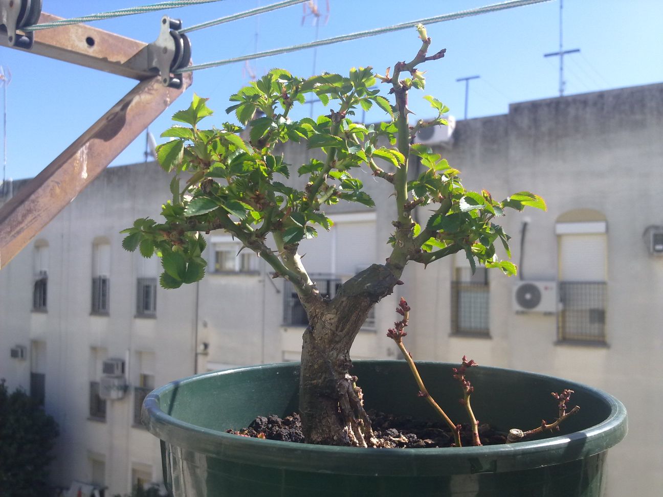 [Foto de planta, jardin, jardineria]