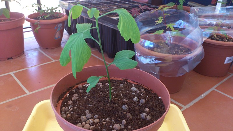 [Foto de planta, jardin, jardineria]