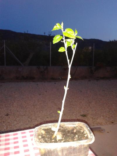 [Foto de planta, jardin, jardineria]