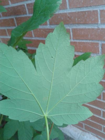 [Foto de planta, jardin, jardineria]
