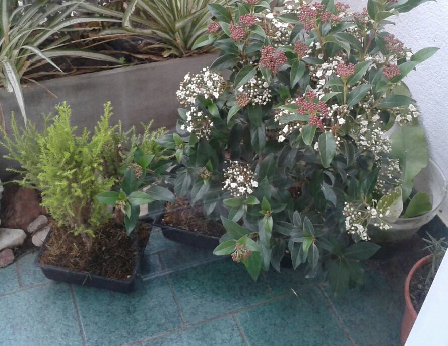 [Foto de planta, jardin, jardineria]