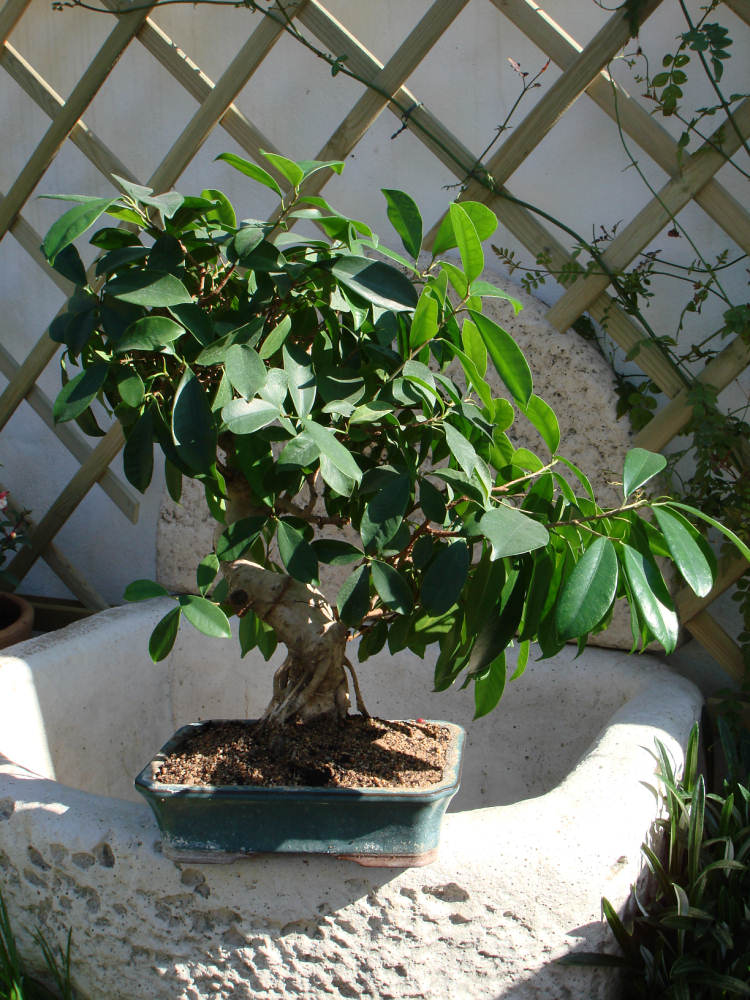 [Foto de planta, jardin, jardineria]