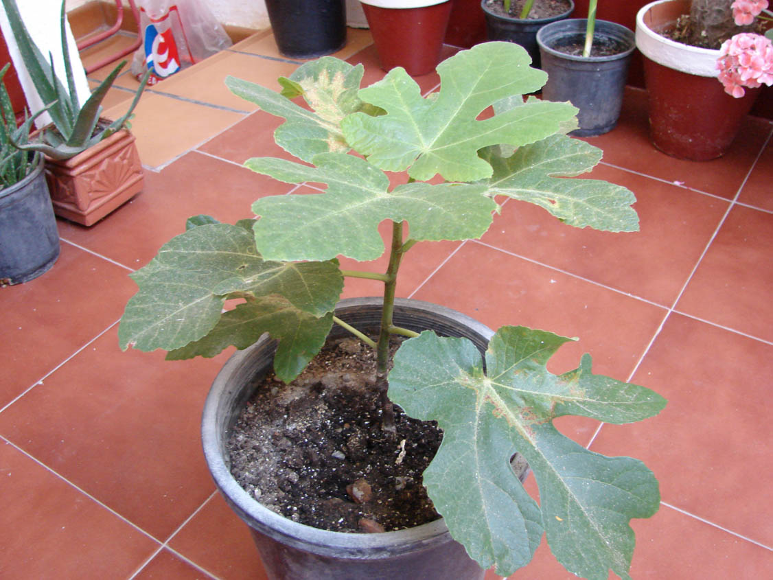 [Foto de planta, jardin, jardineria]