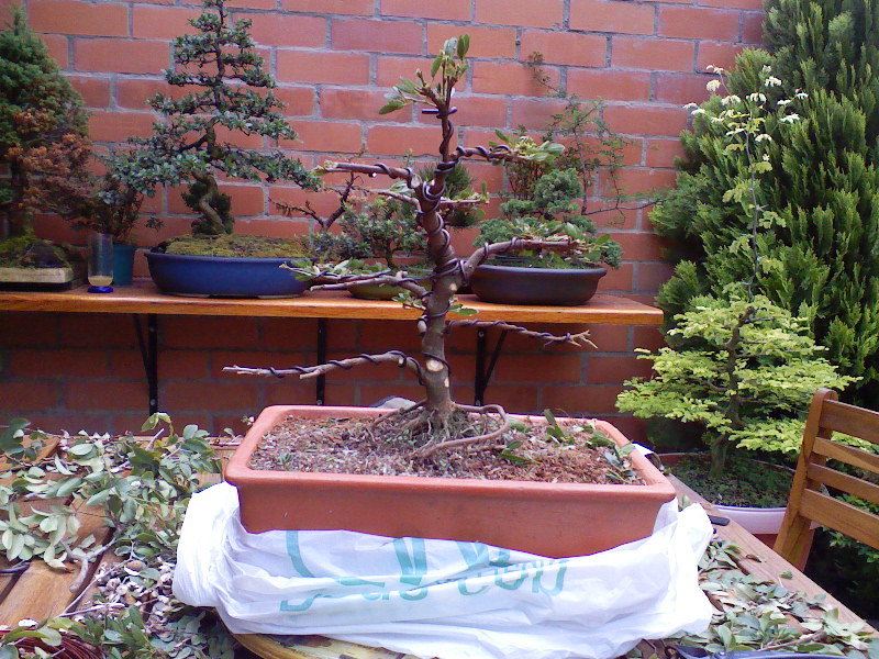 [Foto de planta, jardin, jardineria]