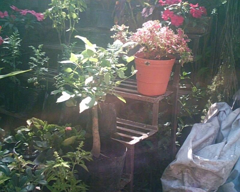 [Foto de planta, jardin, jardineria]