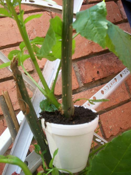 [Foto de planta, jardin, jardineria]