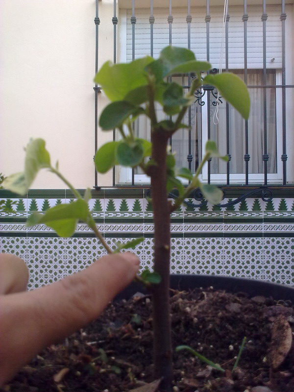 [Foto de planta, jardin, jardineria]