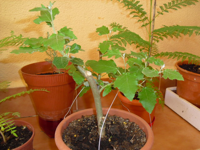 [Foto de planta, jardin, jardineria]