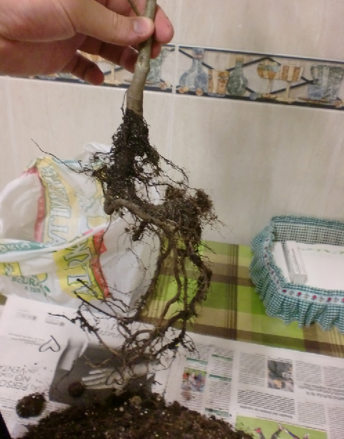 [Foto de planta, jardin, jardineria]