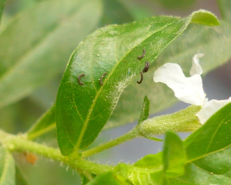 [Foto de planta, jardin, jardineria]