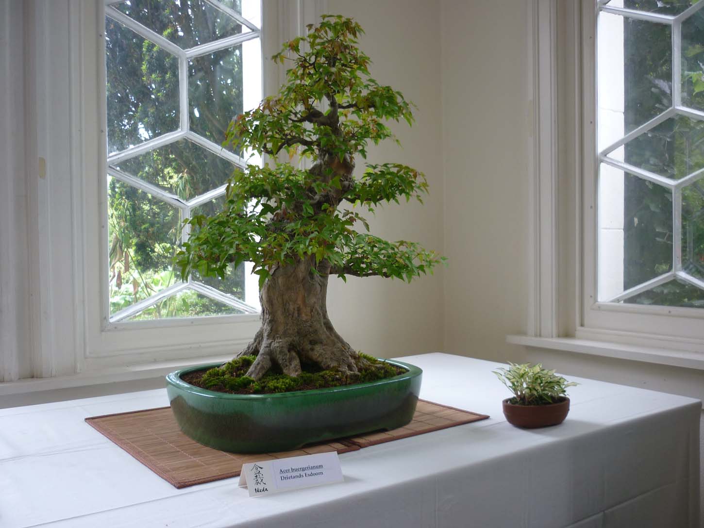 [Foto de planta, jardin, jardineria]