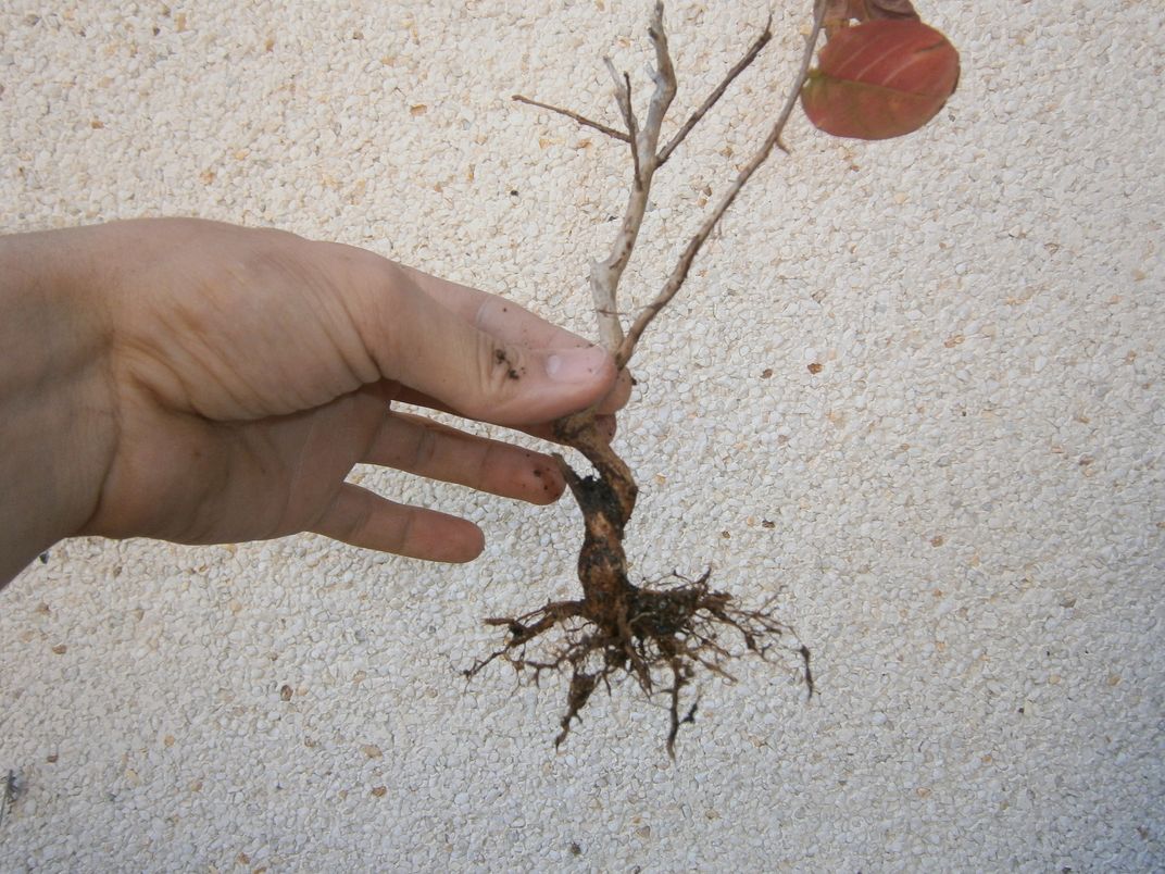 [Foto de planta, jardin, jardineria]