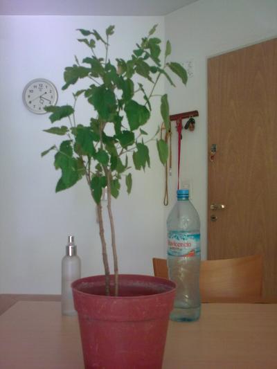 [Foto de planta, jardin, jardineria]