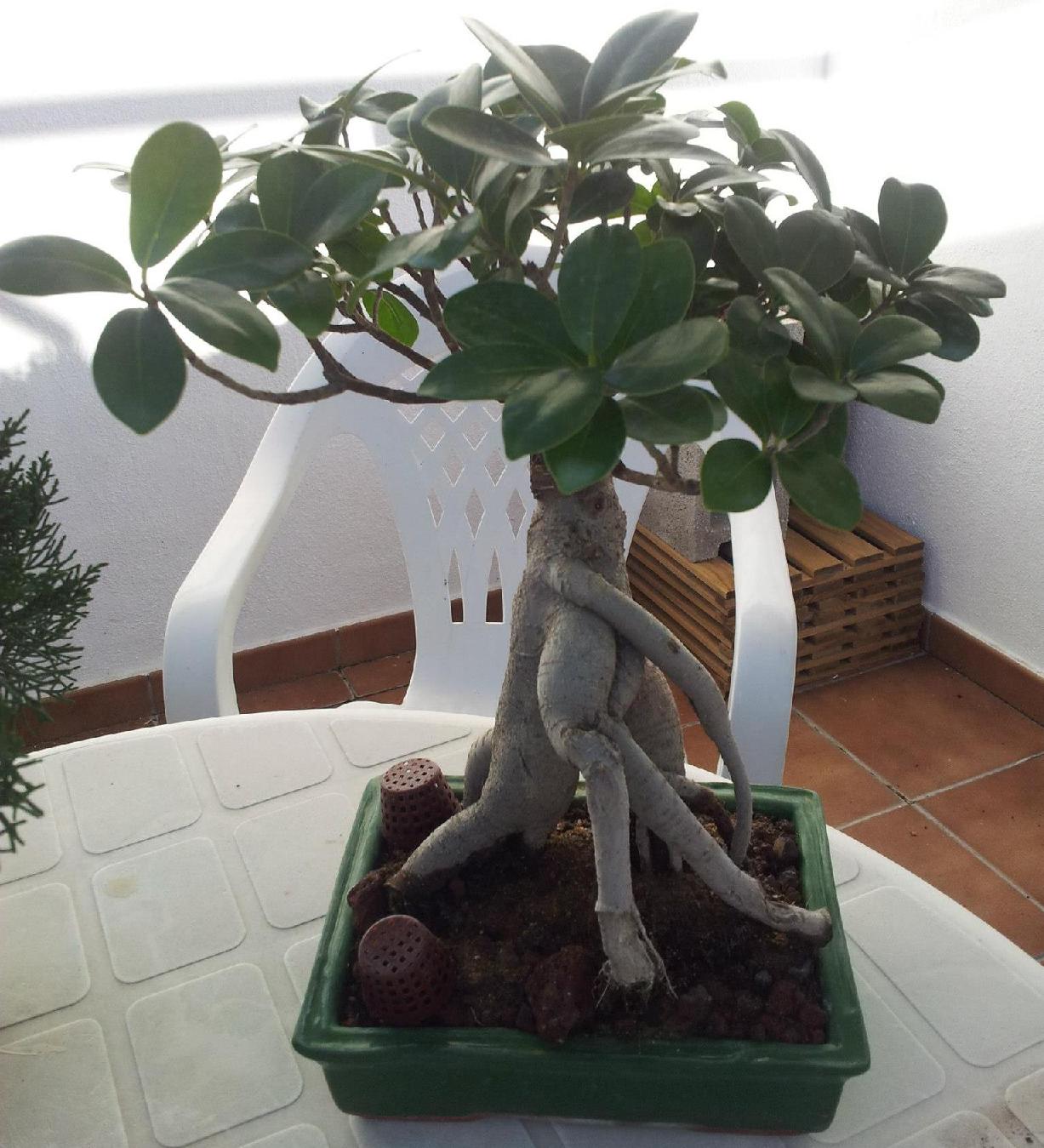 [Foto de planta, jardin, jardineria]