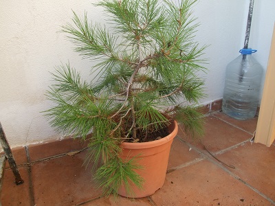 [Foto de planta, jardin, jardineria]