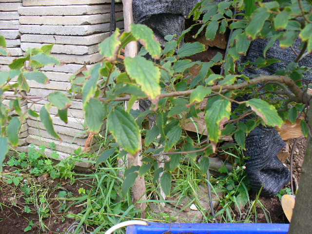 [Foto de planta, jardin, jardineria]