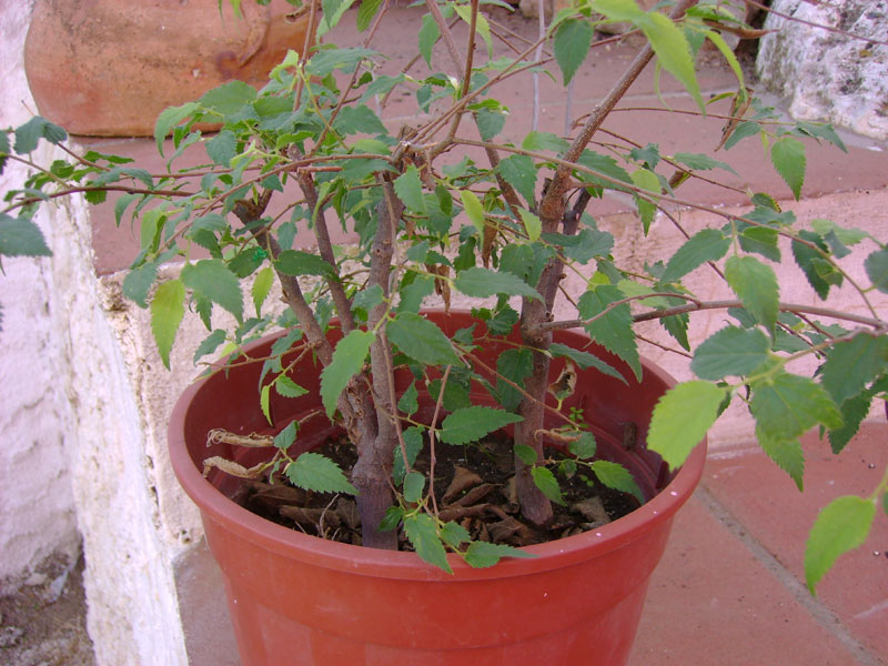 [Foto de planta, jardin, jardineria]