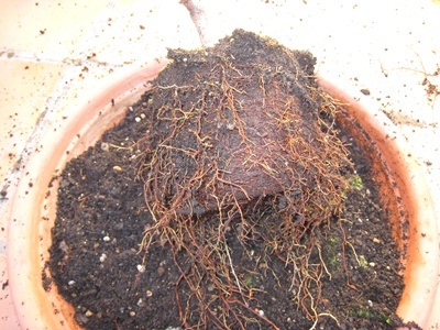 [Foto de planta, jardin, jardineria]
