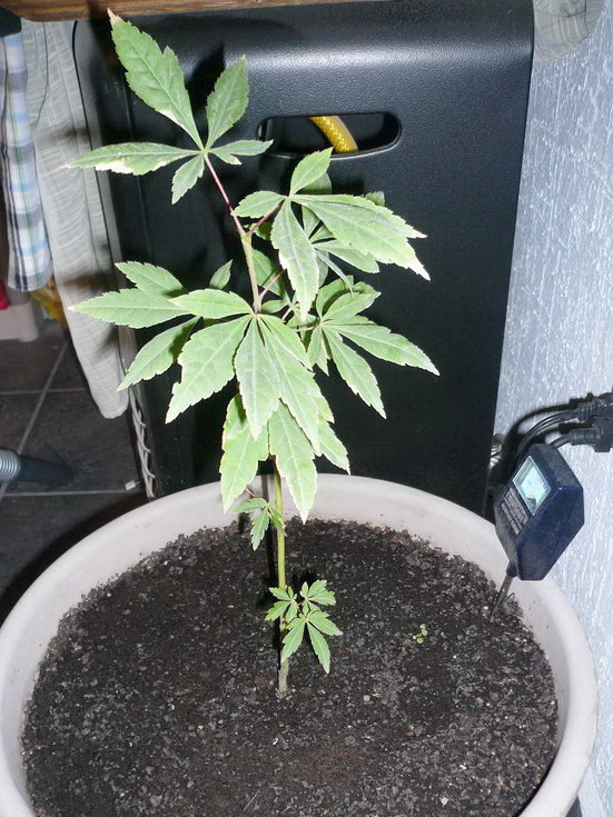 [Foto de planta, jardin, jardineria]
