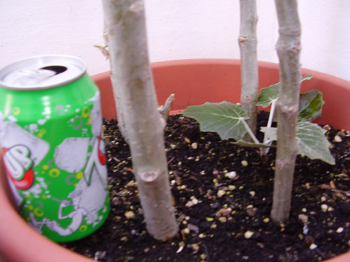 [Foto de planta, jardin, jardineria]