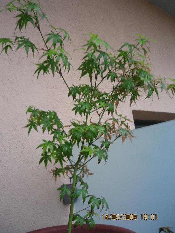 [Foto de planta, jardin, jardineria]