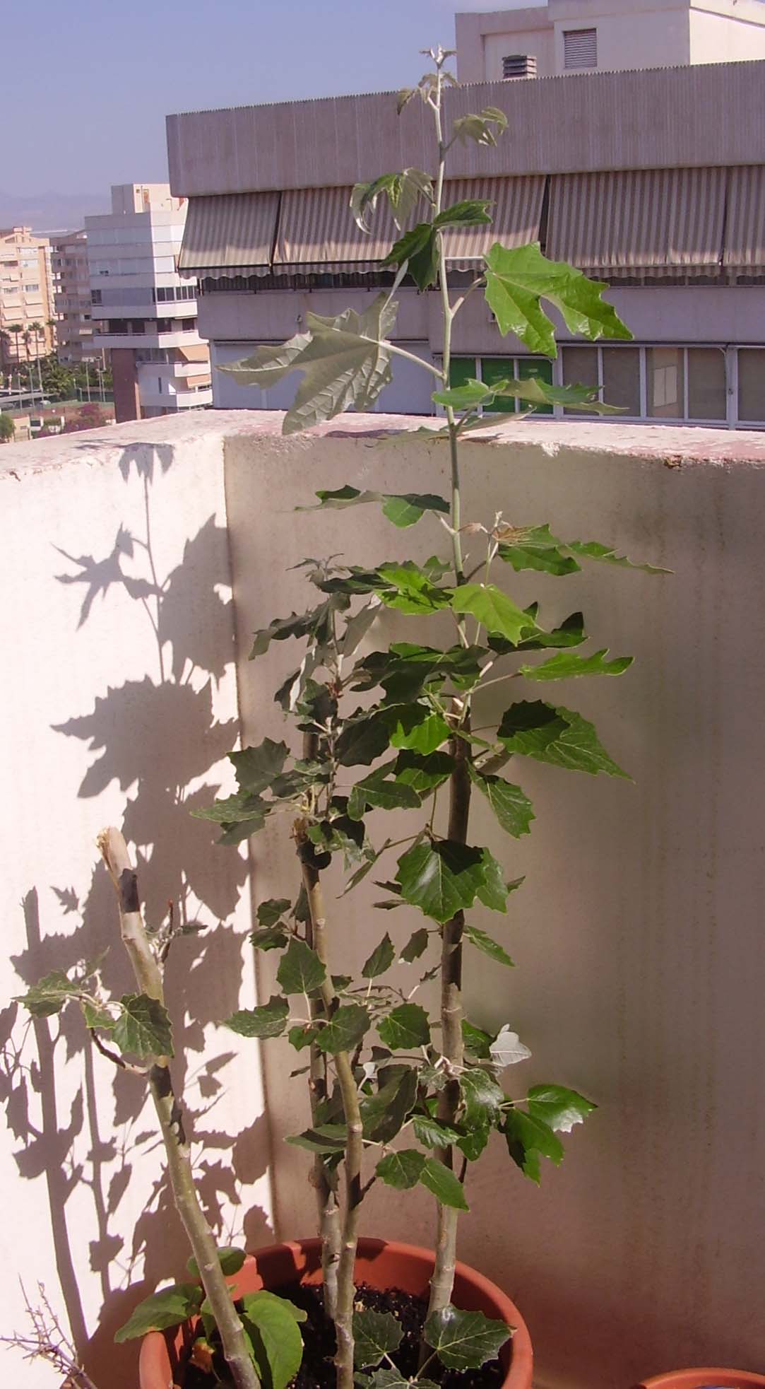[Foto de planta, jardin, jardineria]