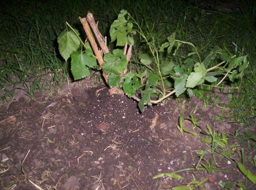 [Foto de planta, jardin, jardineria]