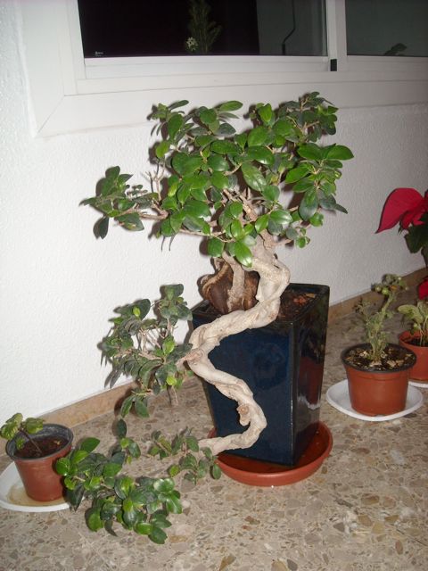 [Foto de planta, jardin, jardineria]